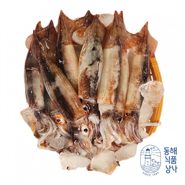 [동해식품상사] 동해 당일바리 통오징어 1kg(무료배송 이벤트중)